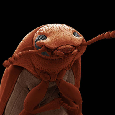 Жук Малый мучной хрущак © Дэвид Спирс. Чудеса научного мира 1