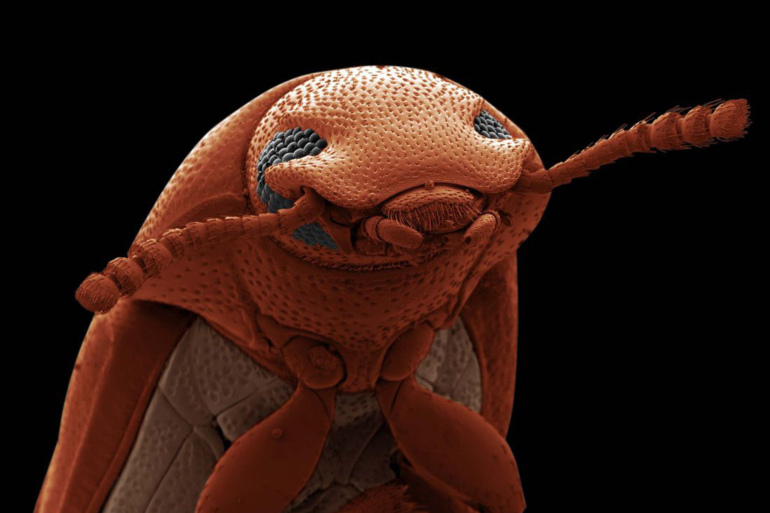 Жук Малый мучной хрущак © Дэвид Спирс. Чудеса научного мира 1