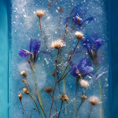 Замороженные цветы в глыбе льда