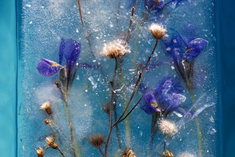 Замороженные цветы в глыбе льда