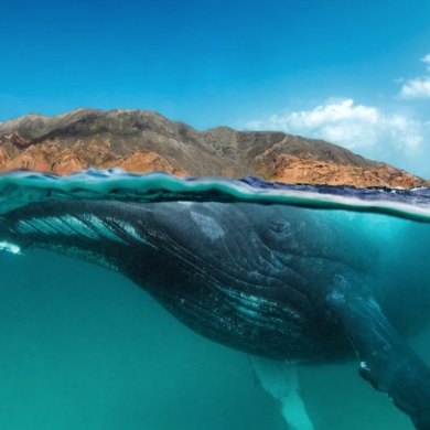 Горы над водой и кит под водой в одном кадре
