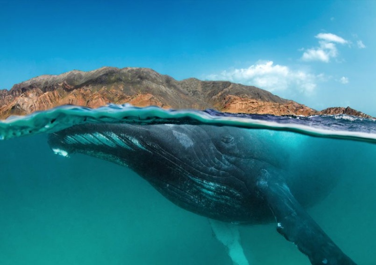 Горы над водой и кит под водой в одном кадре