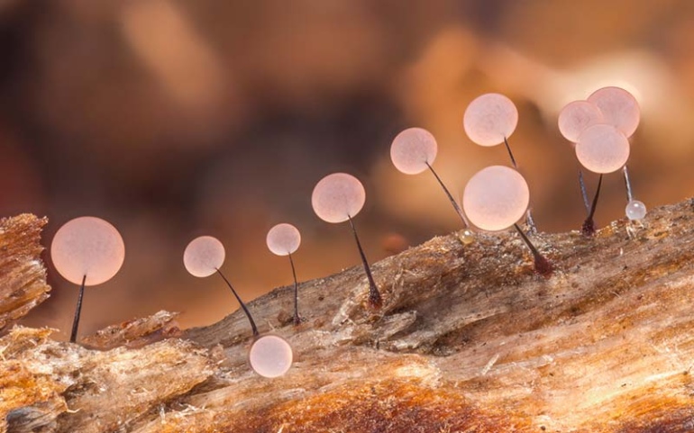Удивительные макроснимки грибов от Элисон Поллак