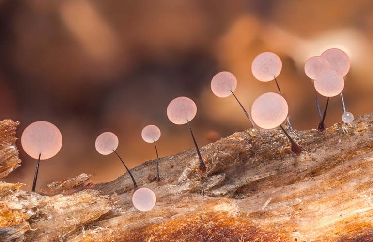 Удивительные макроснимки грибов от Элисон Поллак